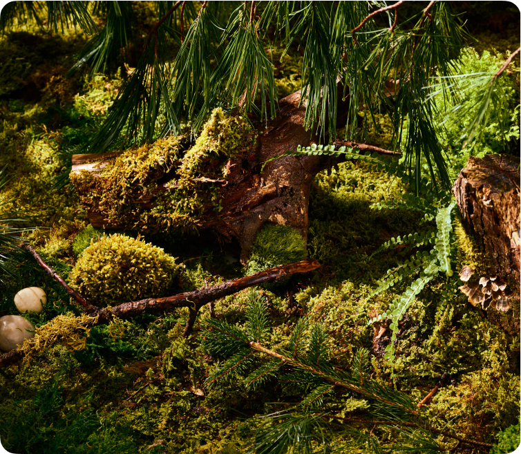 Pine_desktop_bf718a84-536f-4fc7-8bc8-cfeabea38c84.png